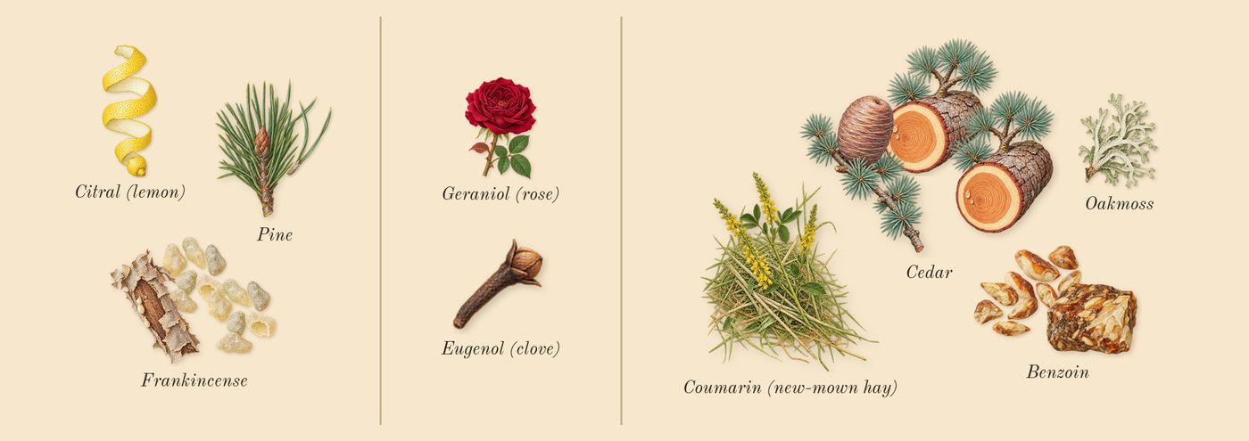 Hero’s scent picture, a draft: frankincense, benzoin, cedar, pine, oakmoss, coumarin (new-mown hay) drawn so far; dashed outlines where nothing is drawn yet