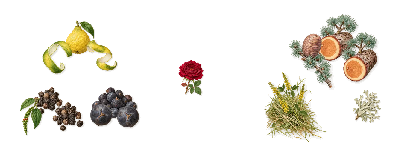 Hero’s scent picture, a draft: cedar, juniper, black pepper, bergamot, oakmoss, coumarin (new-mown hay) drawn so far; dashed outlines where nothing is drawn yet