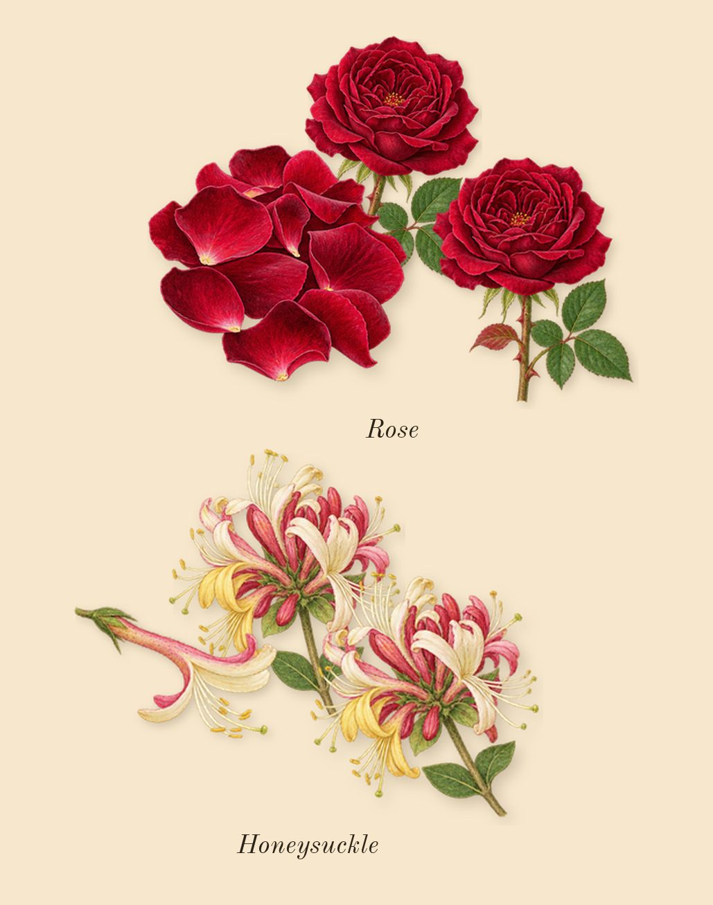 London, top notes: Rose, Honeysuckle