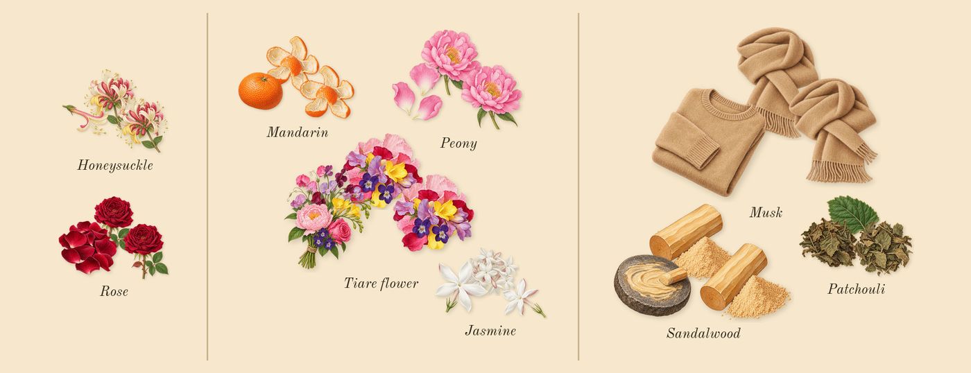 London’s scent picture, a draft: rose, honeysuckle, tiare flower, jasmine, peony, mandarin drawn so far; dashed outlines where nothing is drawn yet