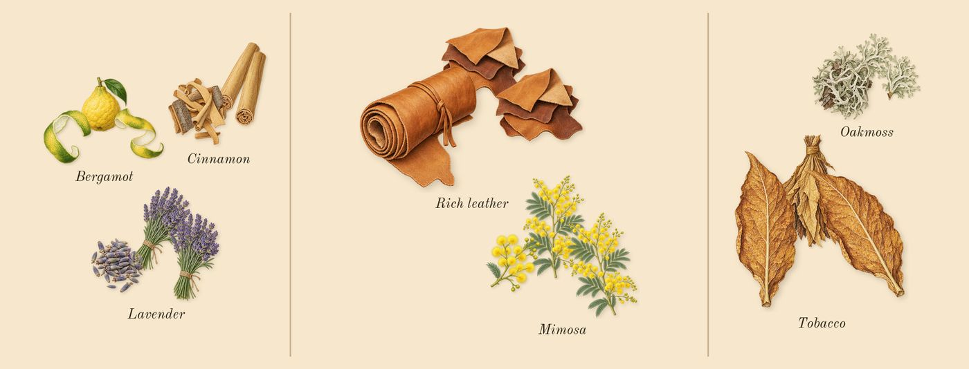 London for Men’s scent picture, a draft: bergamot, lavender, cinnamon, mimosa, rich leather, tobacco drawn so far; dashed outlines where nothing is drawn yet