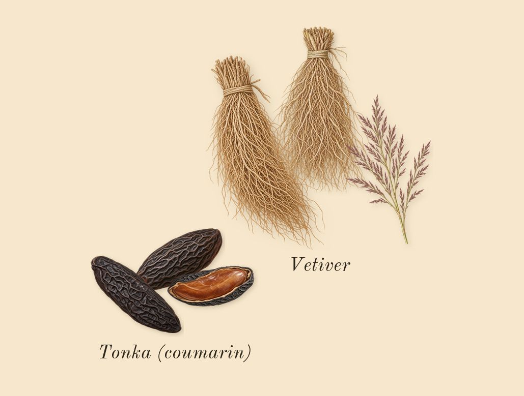 Touch for Men, dry-down: Vetiver, Tonka (coumarin)