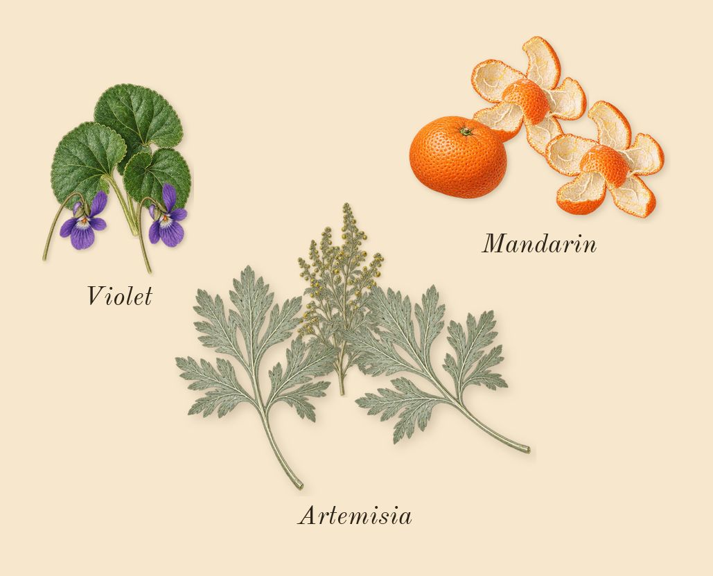 Touch for Men, top notes: Artemisia, Mandarin, Violet