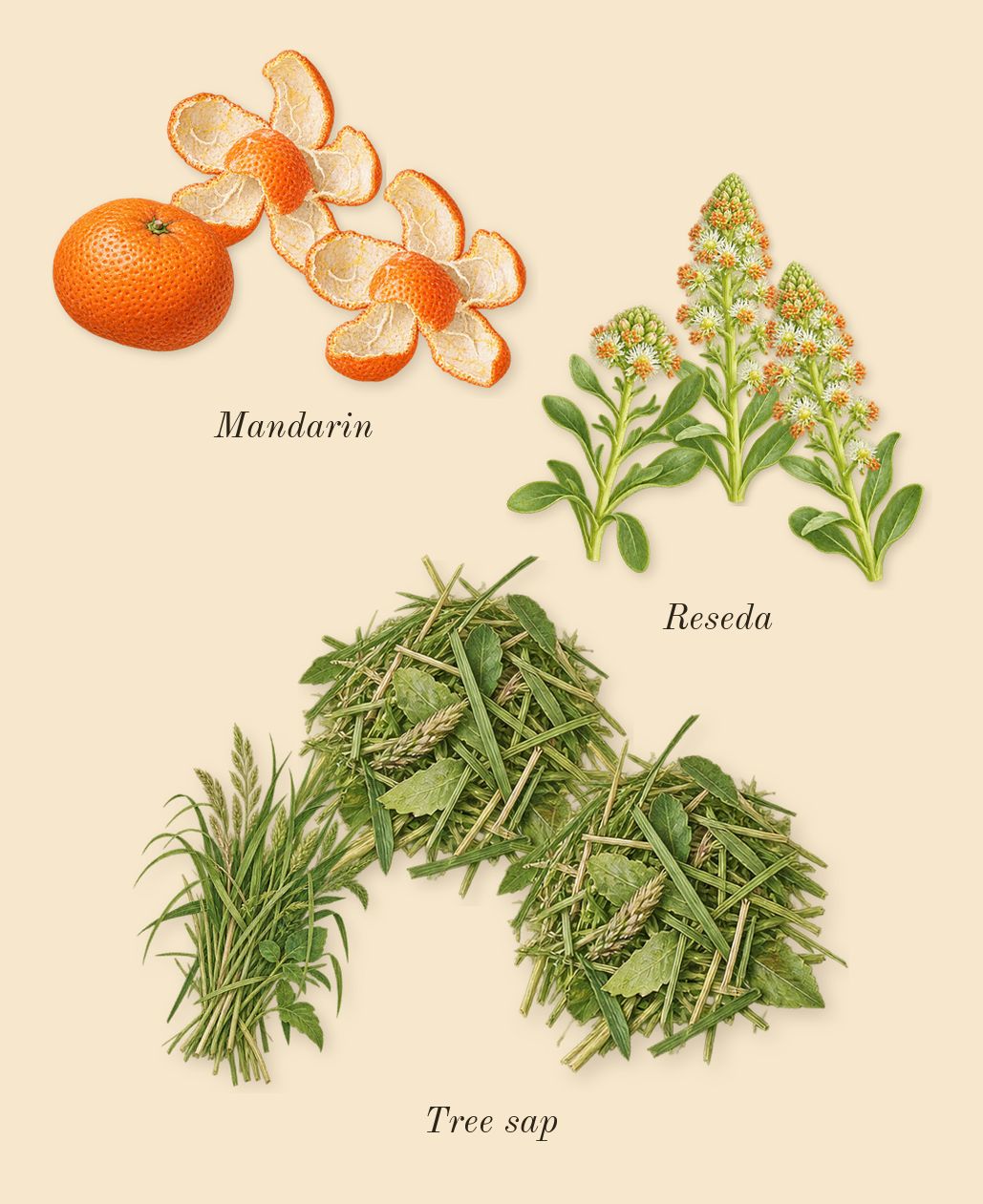 Weekend, top notes: Mandarin, Tree sap, Reseda