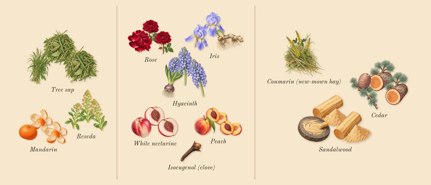 Weekend’s scent picture, a draft: mandarin, tree sap, reseda, rose, peach, iris drawn so far; dashed outlines where nothing is drawn yet