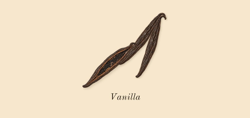 Allegra Baciami, dry-down: Vanilla
