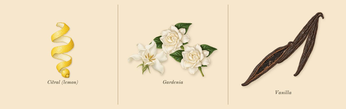 Allegra Baciami’s scent picture, a draft: gardenia, vanilla, citral (lemon) drawn so far; dashed outlines where nothing is drawn yet