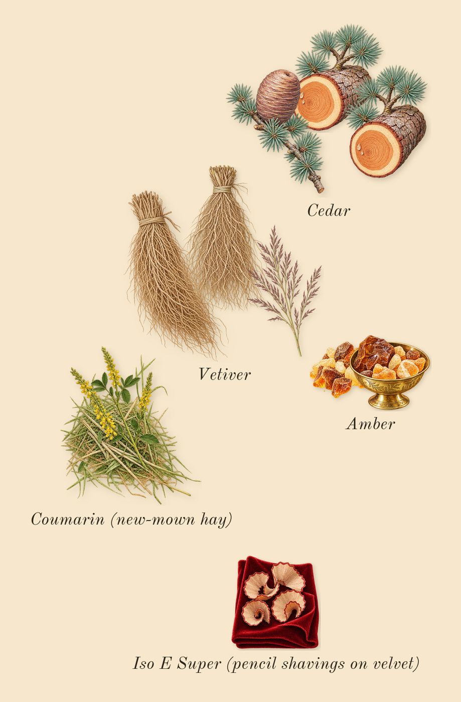 Bal d'Afrique Absolu, dry-down: Cedar, Vetiver, Amber, Iso E Super (pencil shavings on velvet), Coumarin (new-mown hay)