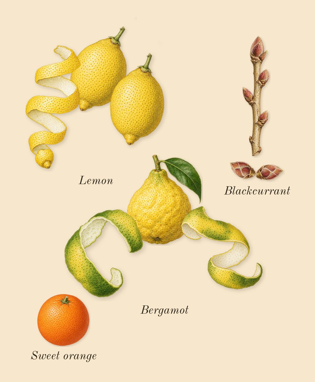 Bal d'Afrique Absolu, top notes: Bergamot, Lemon, Blackcurrant, Sweet orange