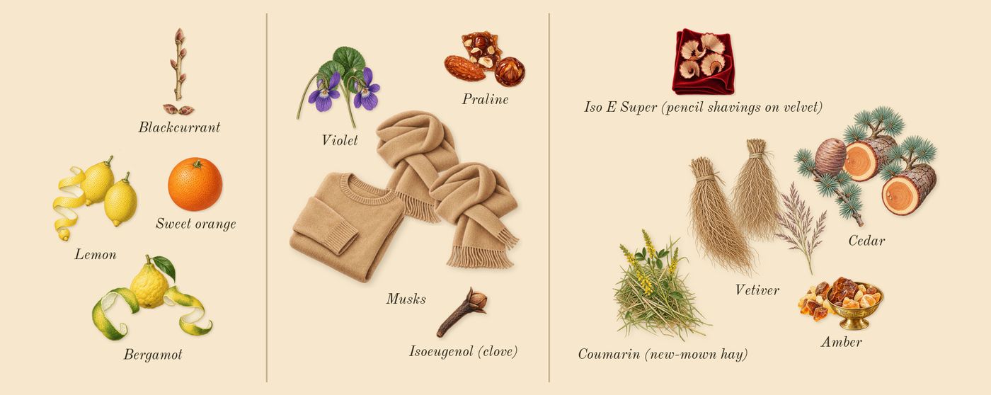 Bal d'Afrique Absolu’s scent picture, a draft: bergamot, lemon, blackcurrant, musks, praline, violet drawn so far; dashed outlines where nothing is drawn yet
