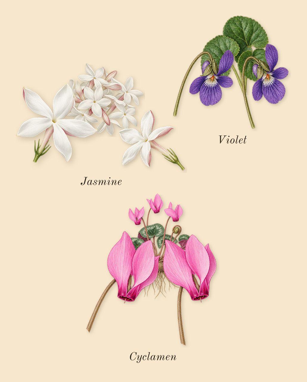 Bal d'Afrique, heart: Cyclamen, Jasmine, Violet