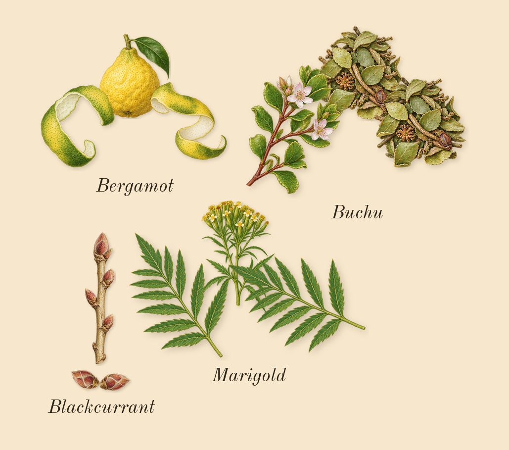Bal d'Afrique, top notes: Buchu, Marigold, Bergamot, Blackcurrant