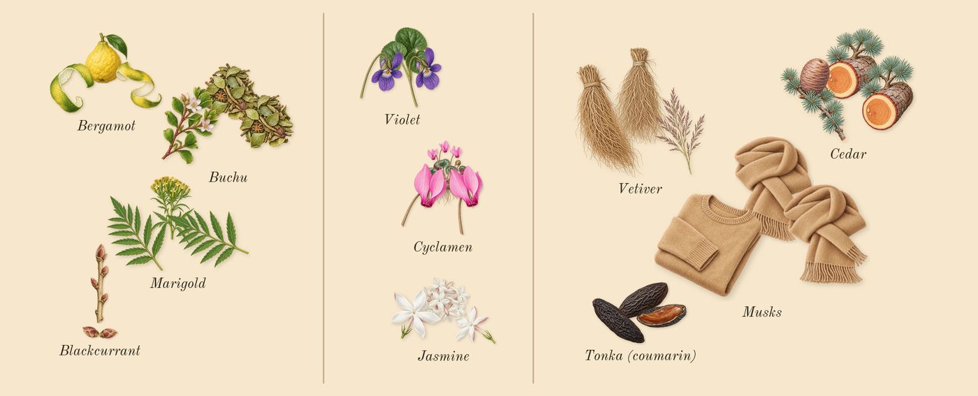 Bal d'Afrique’s scent picture, a draft: buchu, marigold, bergamot, blackcurrant, cyclamen, jasmine drawn so far; dashed outlines where nothing is drawn yet