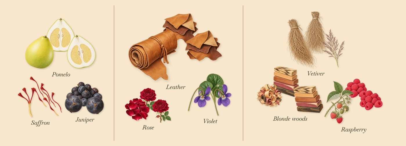 Black Saffron’s scent picture, a draft: pomelo, saffron, juniper, violet, leather, rose drawn so far; dashed outlines where nothing is drawn yet