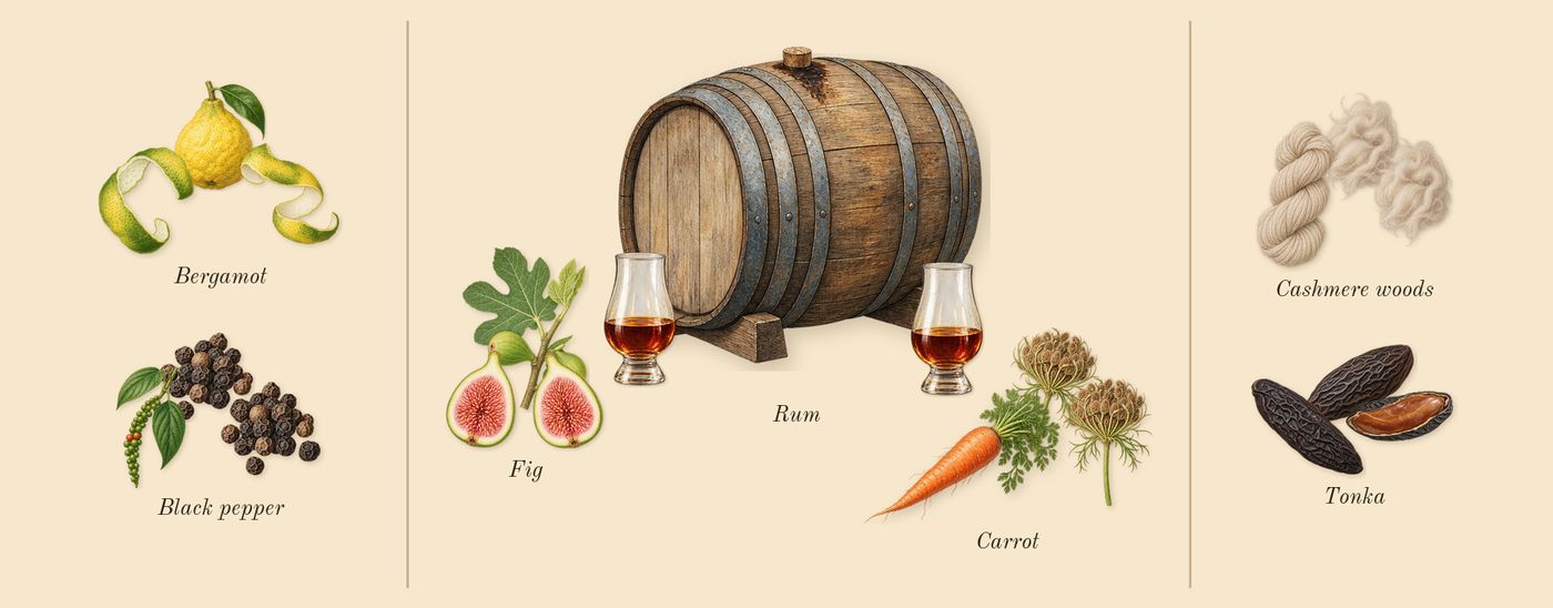 Eleventh Hour’s scent picture, a draft: black pepper, bergamot, carrot, rum, fig, tonka drawn so far; dashed outlines where nothing is drawn yet