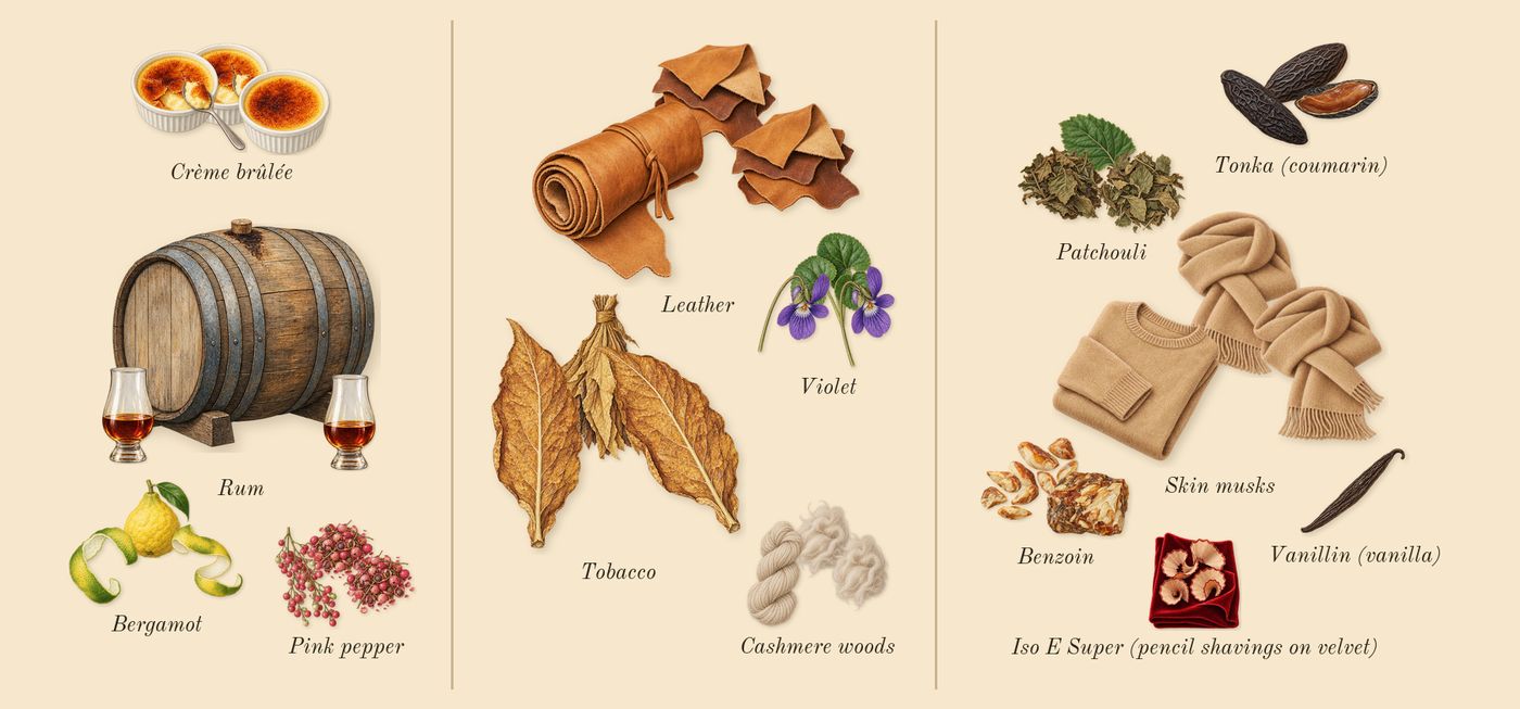 Havana Tonka’s scent picture, a draft: bergamot, rum, pink pepper, tobacco, violet, cashmere woods drawn so far; dashed outlines where nothing is drawn yet