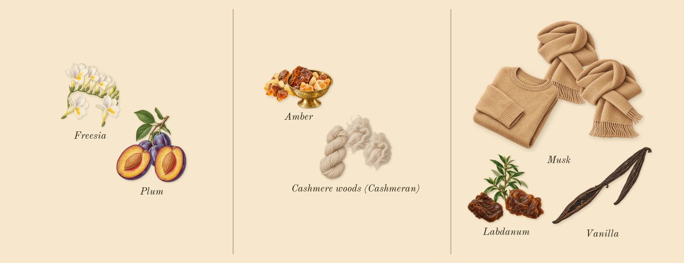 Vanille Antique’s scent picture, a draft: freesia, plum, amber, cashmere woods (cashmeran), vanilla, labdanum drawn so far; dashed outlines where nothing is drawn yet