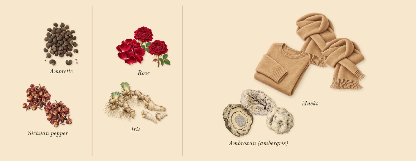 Young Rose’s scent picture, a draft: ambrette, sichuan pepper, iris, rose, musks, ambroxan (ambergris) drawn so far; dashed outlines where nothing is drawn yet
