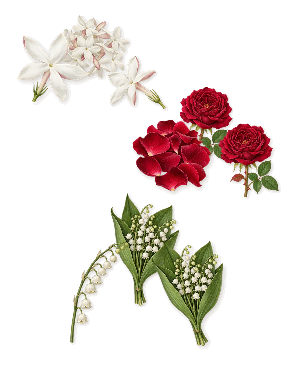 Amor Amor, as it settles: Lily of the valley, Jasmine, Rose