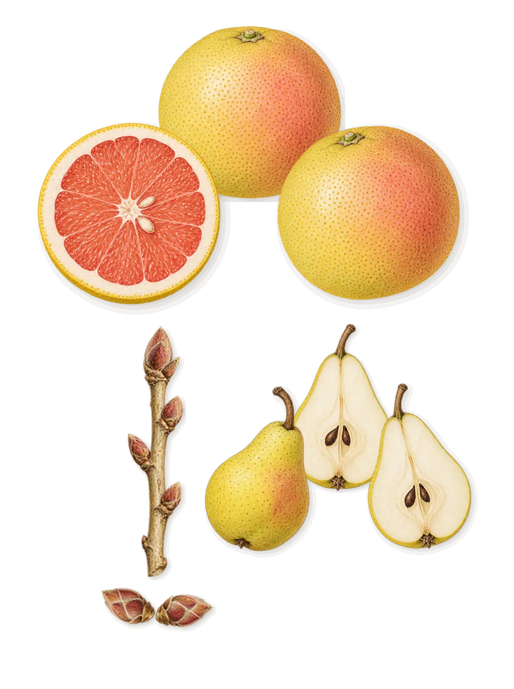 Amor Amor, when you spray it: Pear, Grapefruit, Blackcurrant