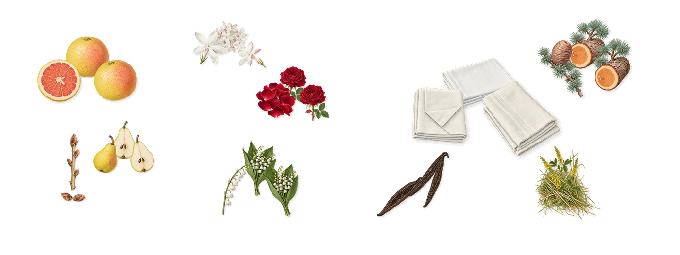 Amor Amor’s scent picture, a draft: pear, grapefruit, blackcurrant, lily of the valley, jasmine, rose drawn so far; dashed outlines where nothing is drawn yet