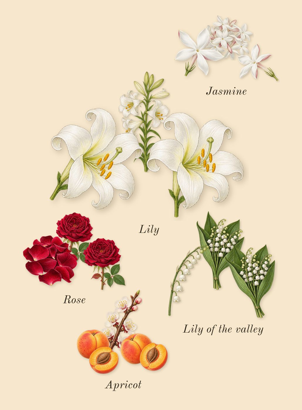 Amor Amor, heart: Apricot, Jasmine, Lily, Lily of the valley, Rose