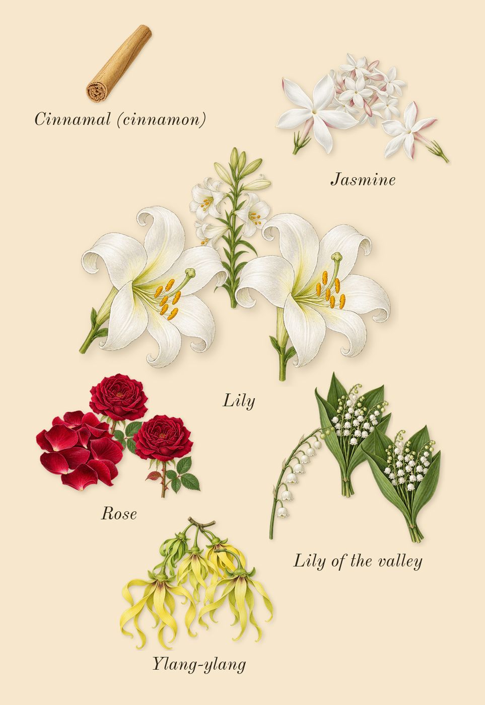 Anaïs Anaïs, heart: Lily, Lily of the valley, Ylang-ylang, Jasmine, Rose, Cinnamal (cinnamon)