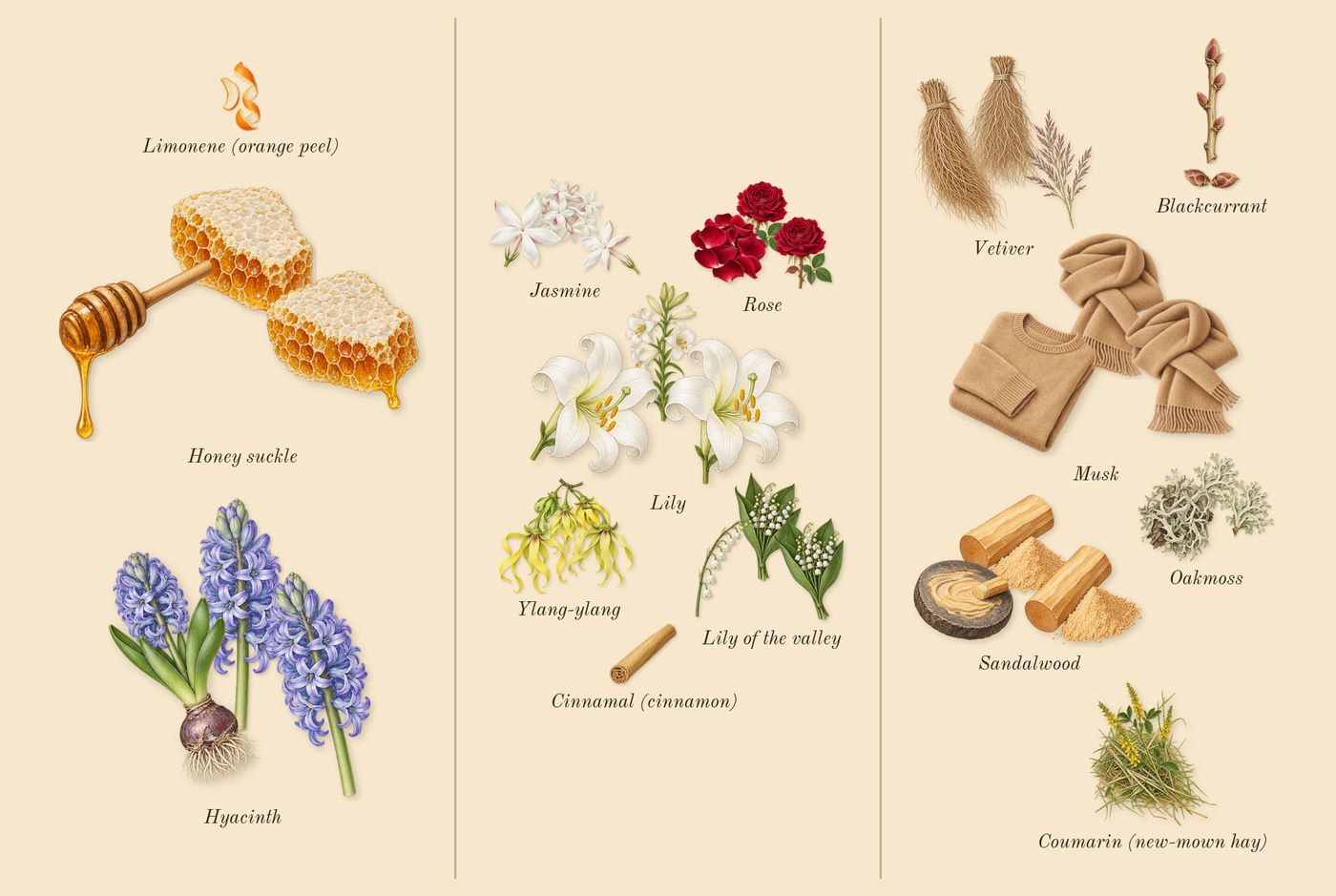 Anaïs Anaïs’s scent picture, a draft: hyacinth, honey suckle, lily, lily of the valley, ylang-ylang, jasmine drawn so far; dashed outlines where nothing is drawn yet