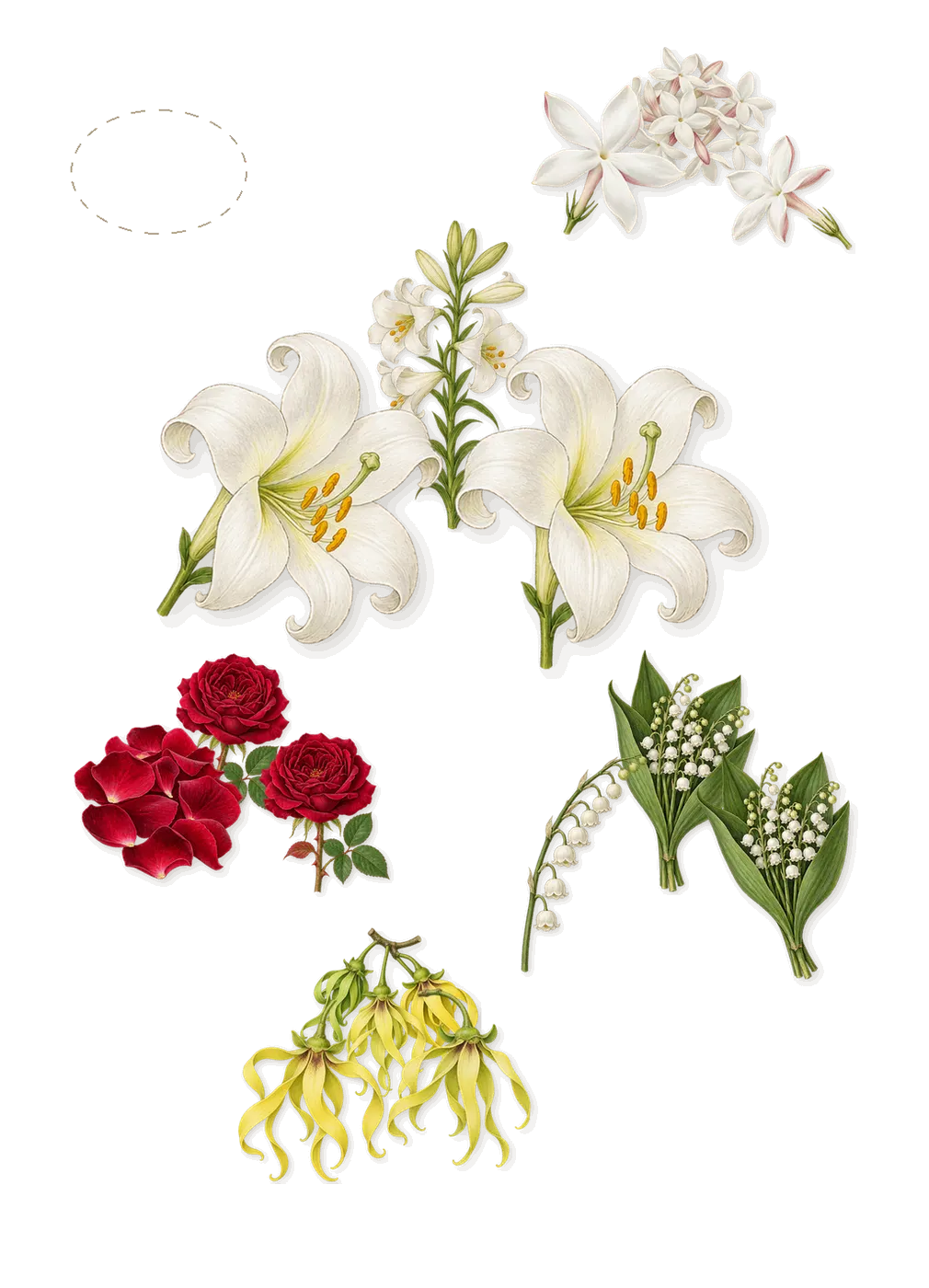 Noa, as it settles: Rose, Lily, Ylang-ylang, Lily of the valley, Jasmine, Green grass