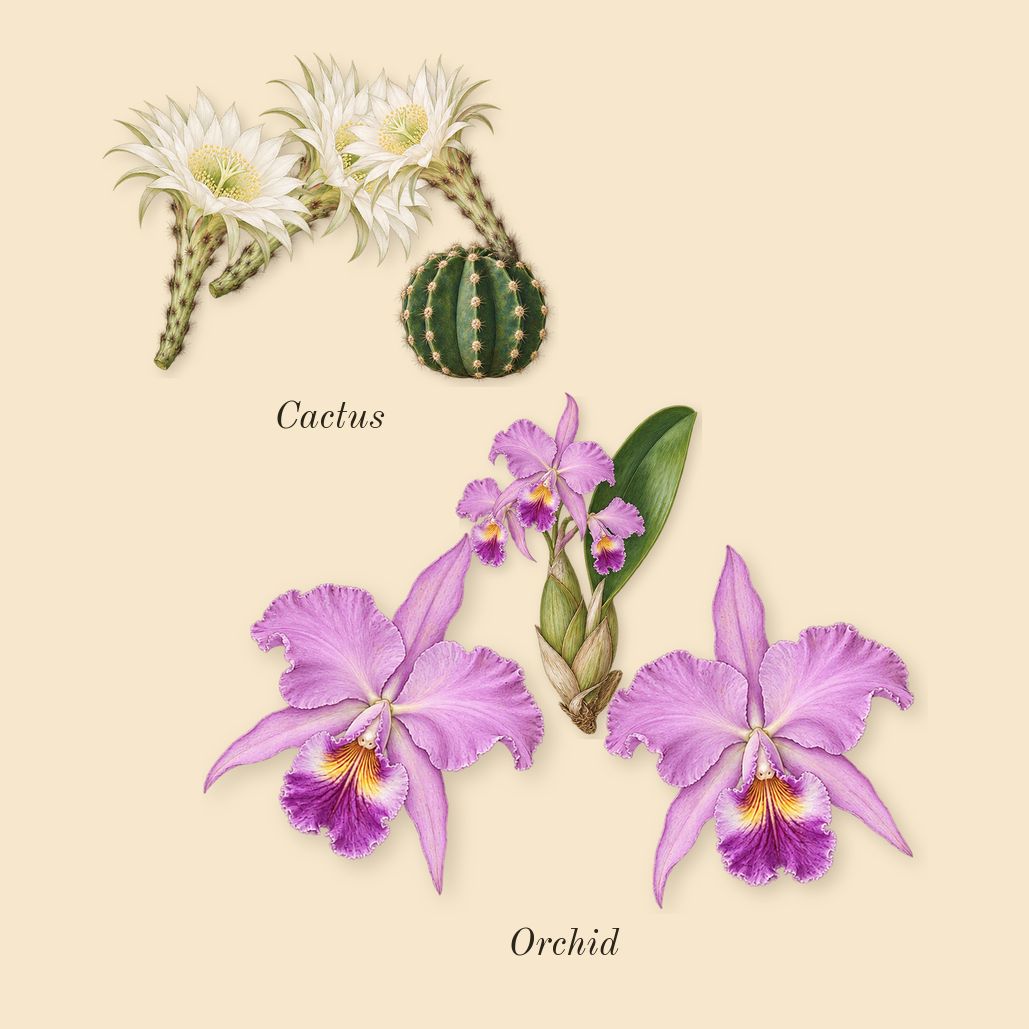 CK IN2U for Her, heart: Cactus, Orchid