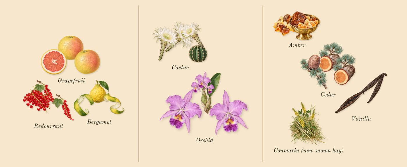 CK IN2U for Her’s scent picture, a draft: grapefruit, bergamot, redcurrant, cactus, orchid, vanilla drawn so far; dashed outlines where nothing is drawn yet