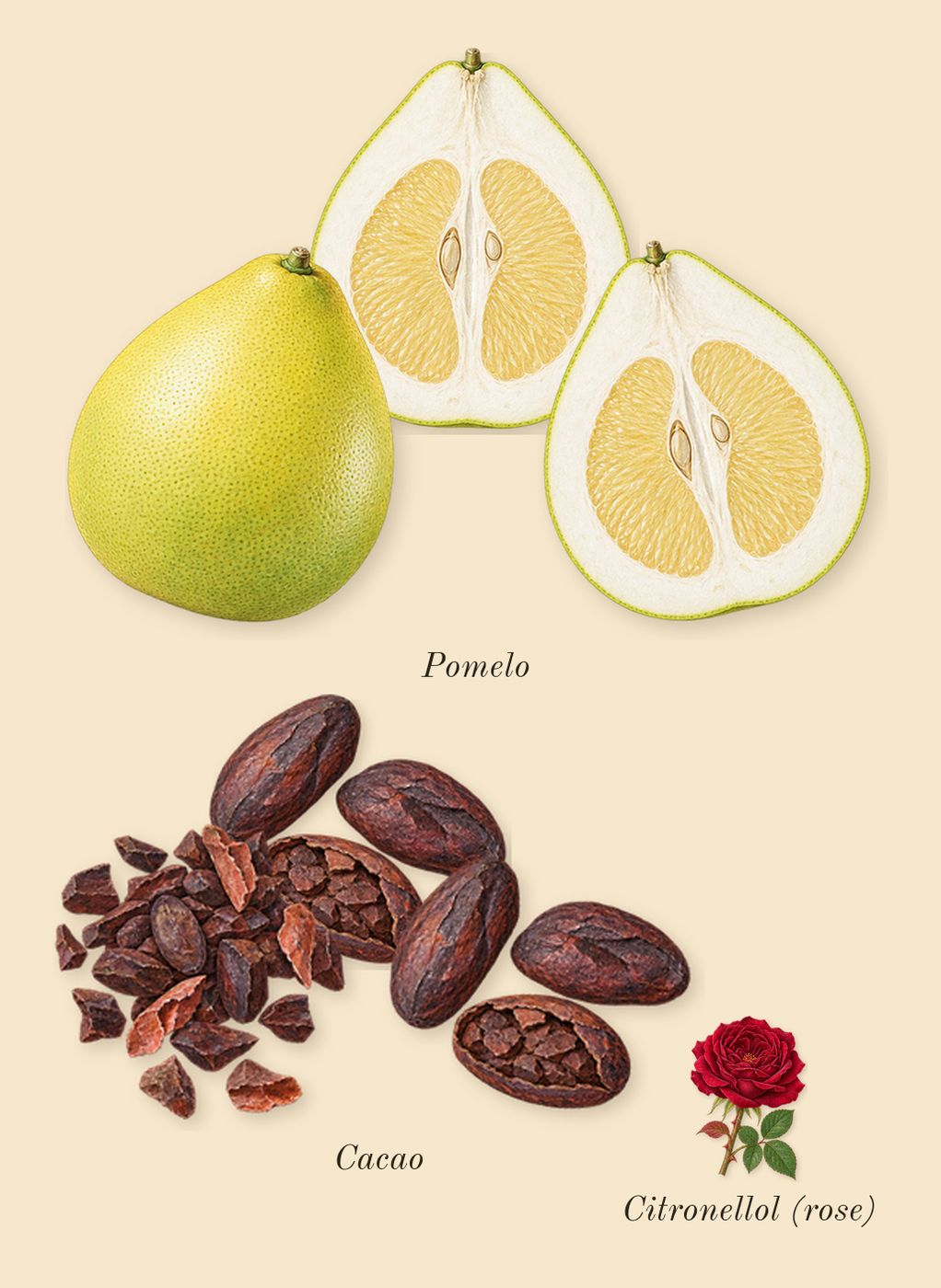 CK IN2U for Him, heart: Cacao, Pomelo, Citronellol (rose)
