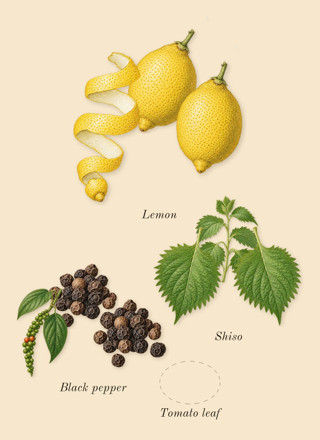 CK IN2U for Him, top notes: Lemon, Tomato leaf, Black pepper, Shiso