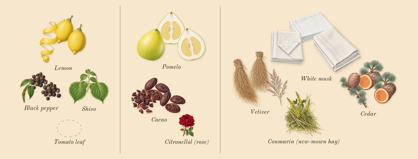 CK IN2U for Him’s scent picture, a draft: lemon, cacao, vetiver, cedar, white musk, pomelo drawn so far; dashed outlines where nothing is drawn yet