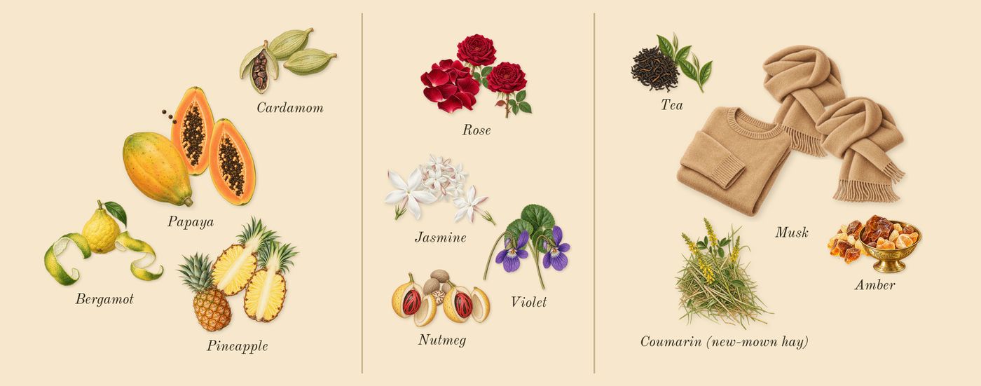 CK One’s scent picture, a draft: bergamot, cardamom, pineapple, papaya, jasmine, violet drawn so far; dashed outlines where nothing is drawn yet