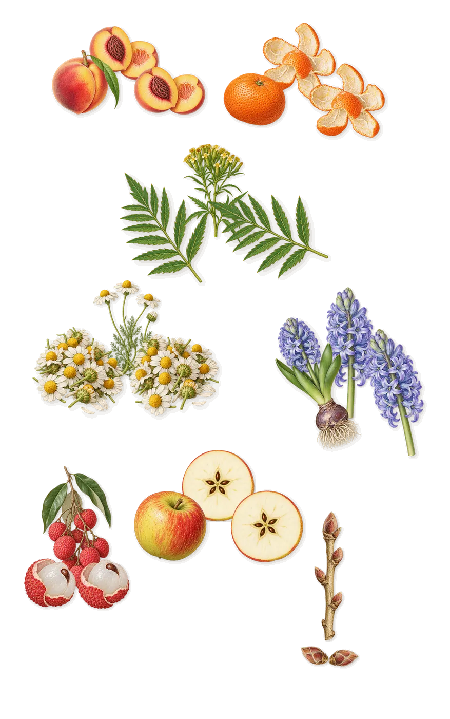 Escape, when you spray it: Lychee, Chamomile, Apple, Peach, Hyacinth, Marigold, Blackcurrant, Mandarin