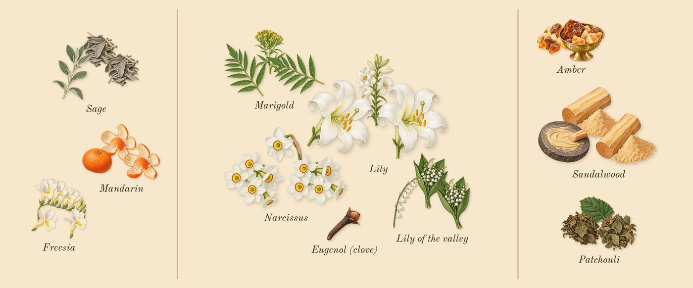 Eternity’s scent picture, a draft: freesia, mandarin, sage, lily of the valley, lily, marigold drawn so far; dashed outlines where nothing is drawn yet