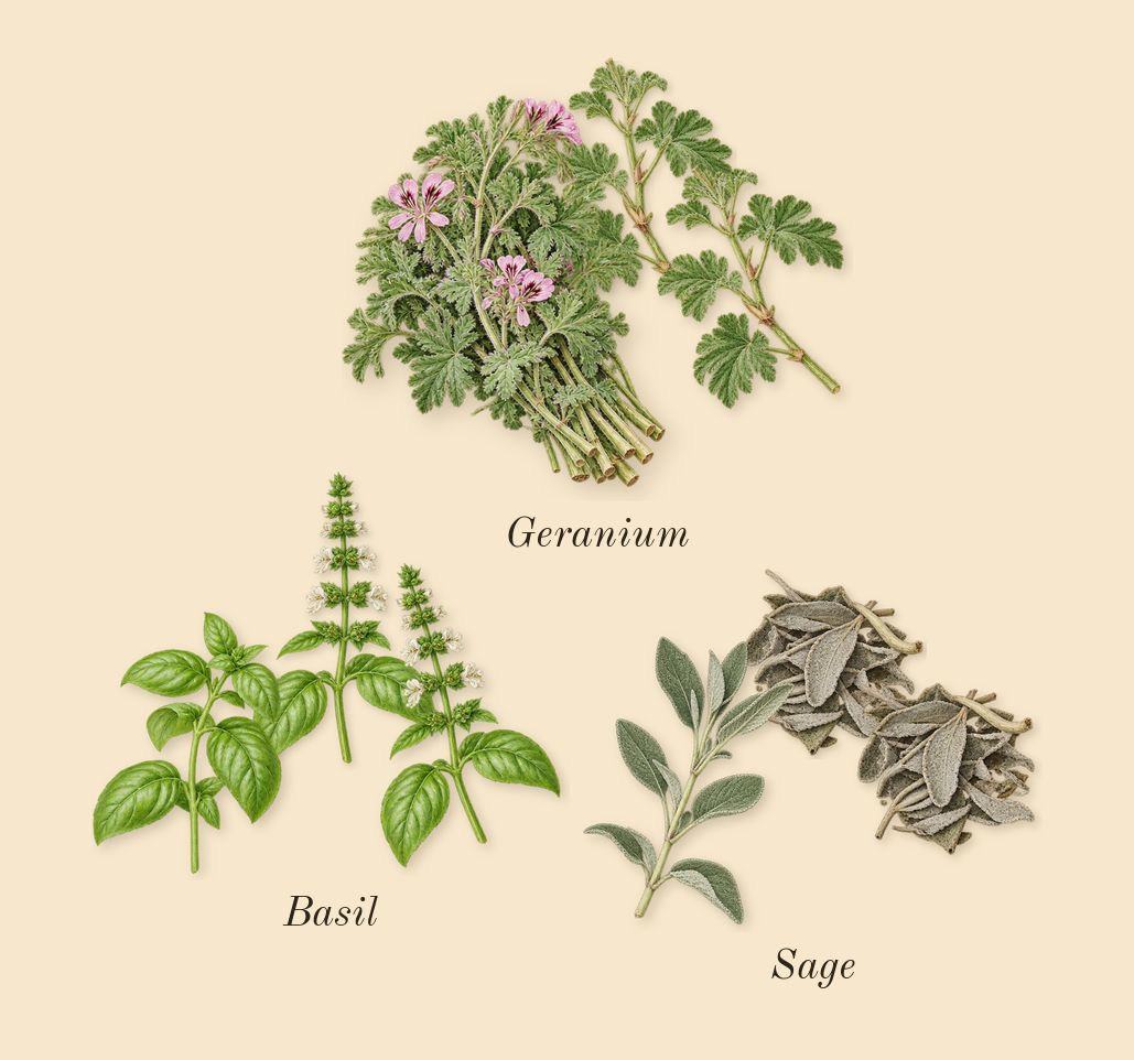 Eternity for Men, heart: Basil, Geranium, Sage