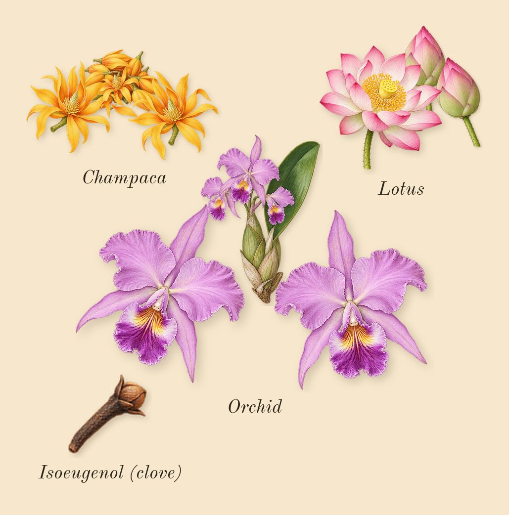 Euphoria, heart: Lotus, Champaca, Orchid, Isoeugenol (clove)