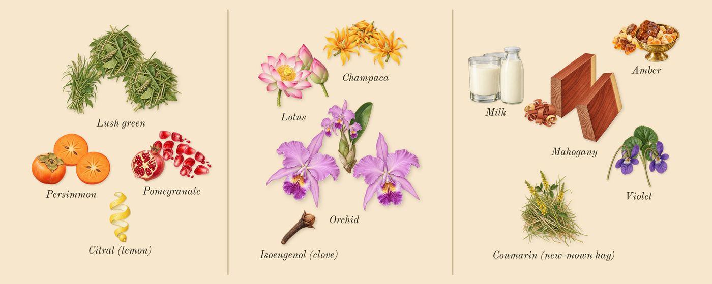 Euphoria’s scent picture, a draft: pomegranate, persimmon, lush green, lotus, champaca, orchid drawn so far; dashed outlines where nothing is drawn yet