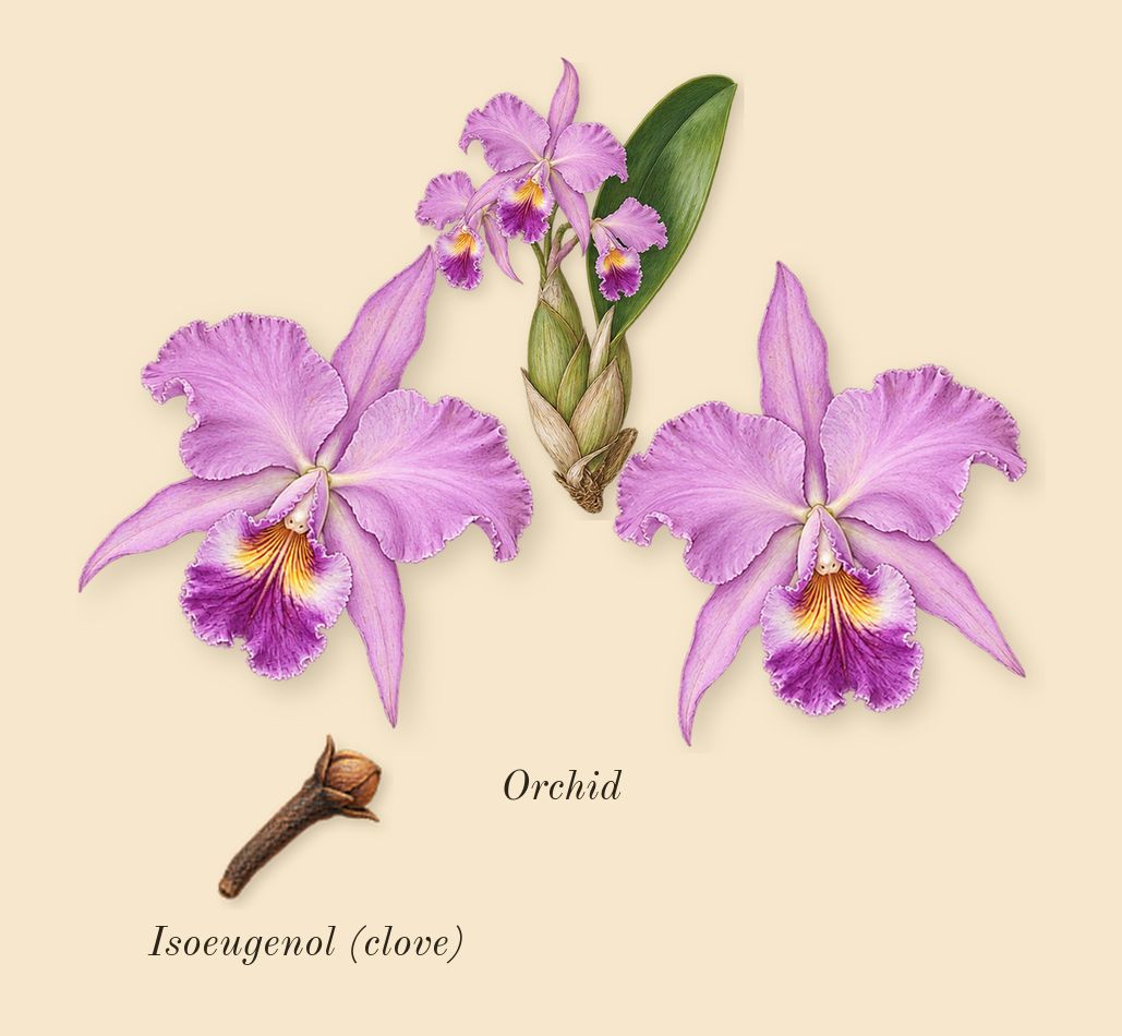 Euphoria Signature Elixir, heart: Orchid, Isoeugenol (clove)