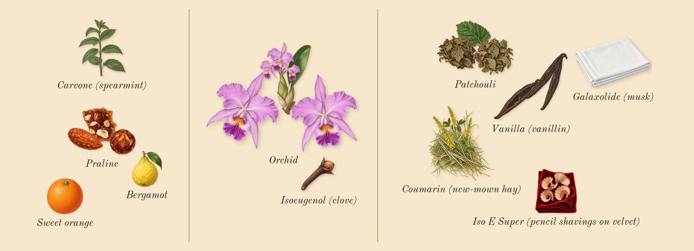 Euphoria Signature Elixir’s scent picture, a draft: praline, orchid, patchouli, vanilla (vanillin), bergamot, sweet orange drawn so far; dashed outlines where nothing is drawn yet