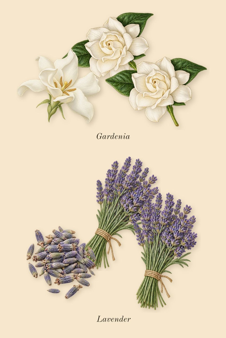 212 Men NYC, heart: Gardenia, Lavender
