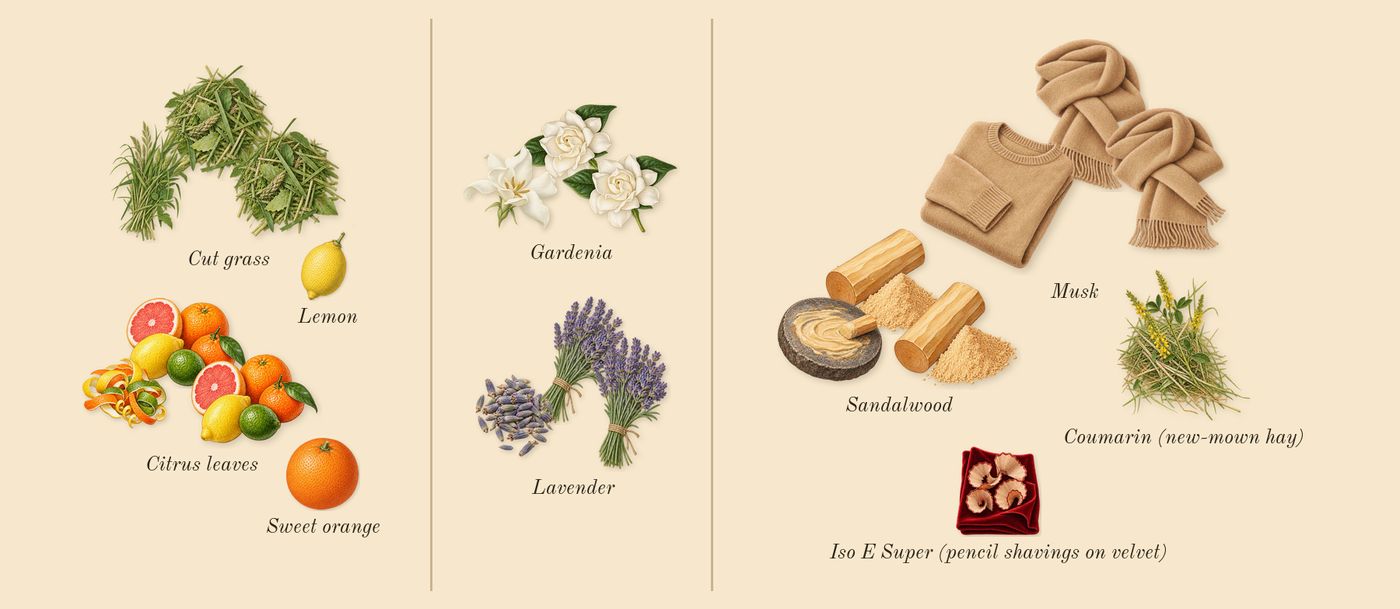 212 Men NYC’s scent picture, a draft: citrus leaves, cut grass, gardenia, lavender, sandalwood, musk drawn so far; dashed outlines where nothing is drawn yet
