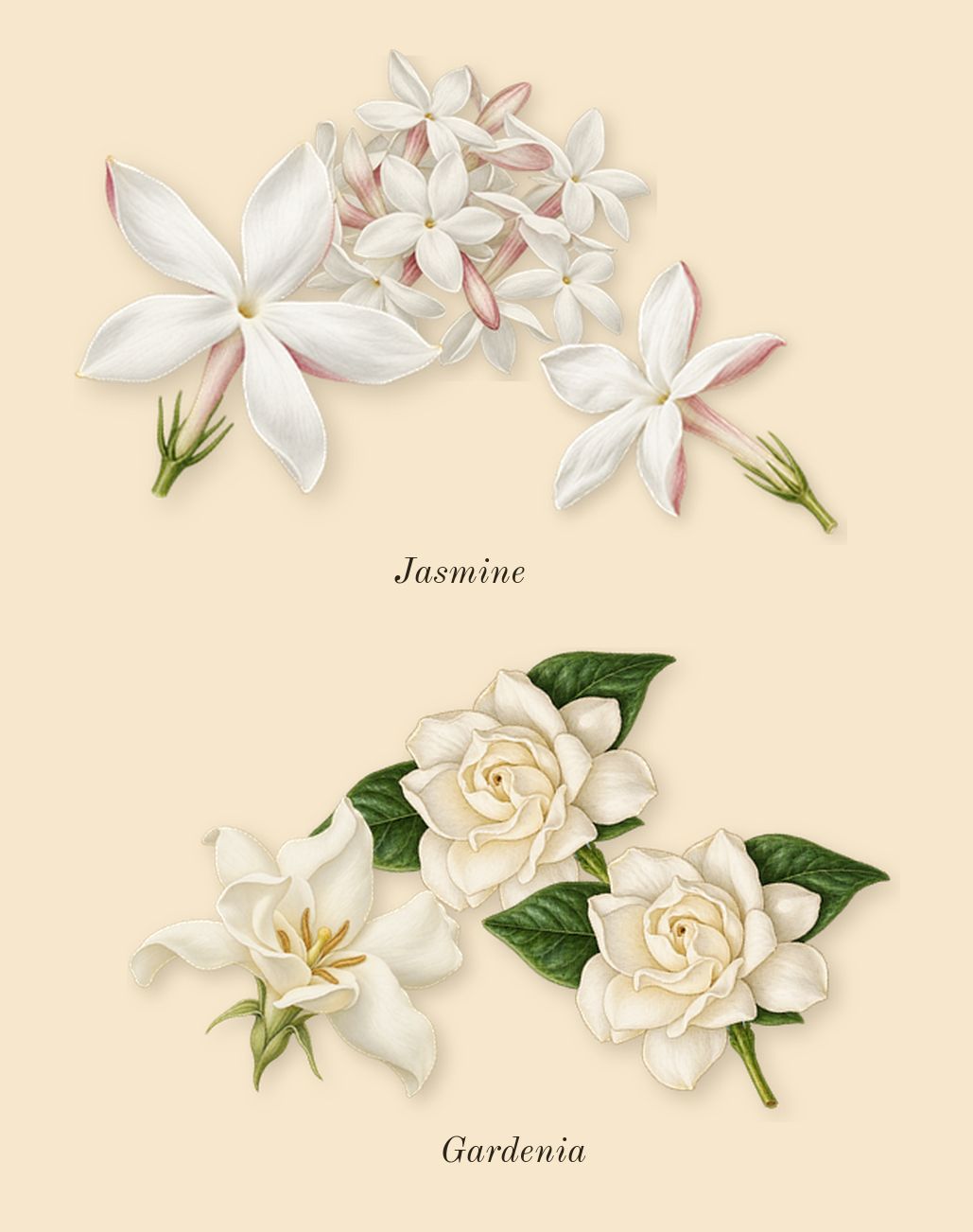 212 NYC, heart: Gardenia, Jasmine