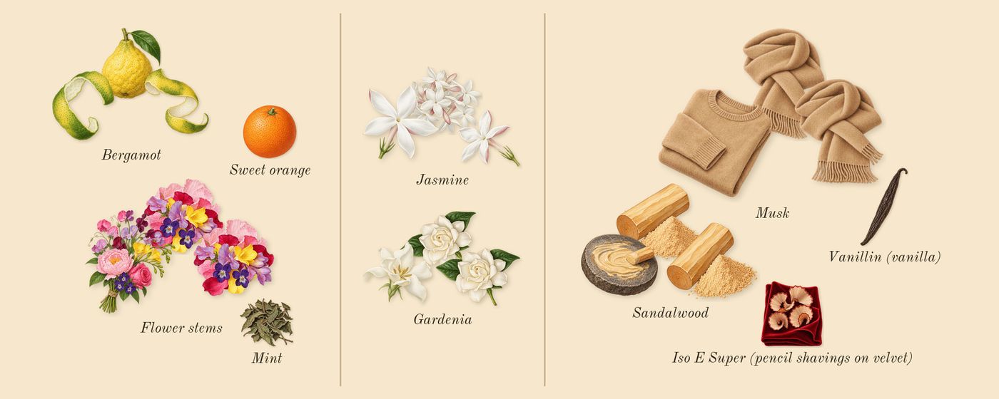 212 NYC’s scent picture, a draft: flower stems, bergamot, gardenia, jasmine, sandalwood, musk drawn so far; dashed outlines where nothing is drawn yet