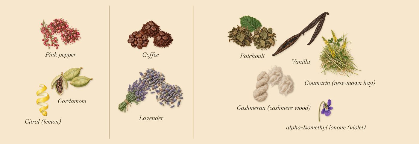 Amethyst Haze’s scent picture, a draft: pink pepper, cardamom, lavender, coffee, vanilla, patchouli drawn so far; dashed outlines where nothing is drawn yet