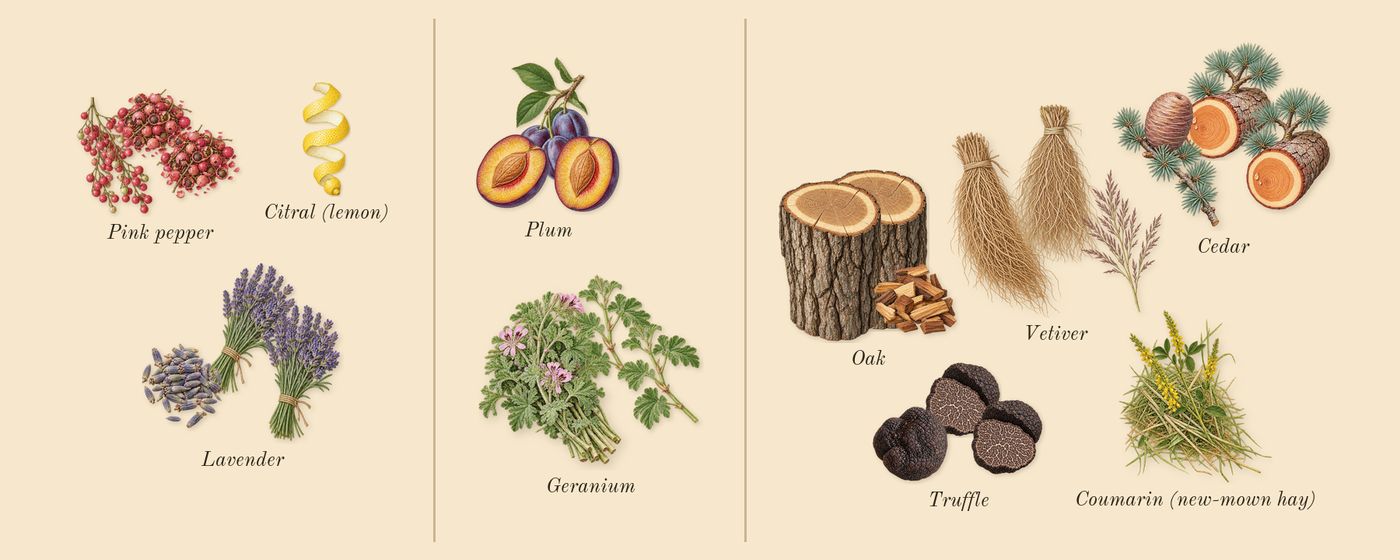 Bad Boy Cobalt’s scent picture, a draft: pink pepper, lavender, geranium, plum, truffle, vetiver drawn so far; dashed outlines where nothing is drawn yet
