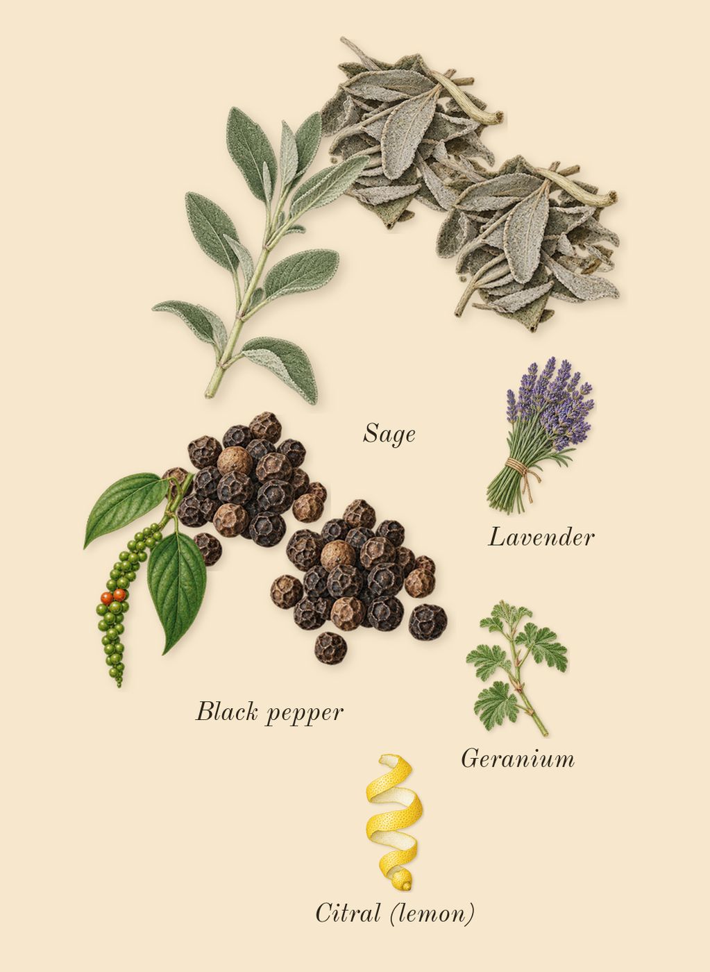Bad Boy Cobalt Elixir, top notes: Sage, Black pepper, Geranium, Lavender, Citral (lemon)