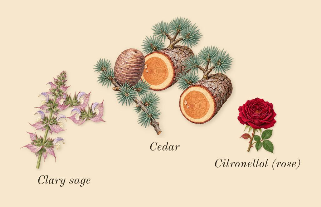 Bad Boy, heart: Cedar, Clary sage, Citronellol (rose)